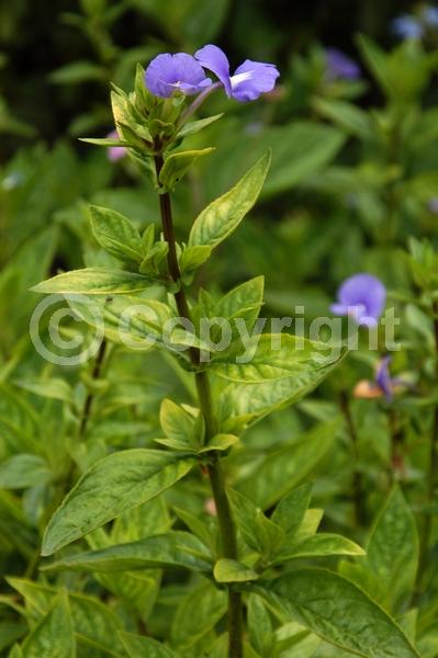 Blue blooms; Lavender blooms