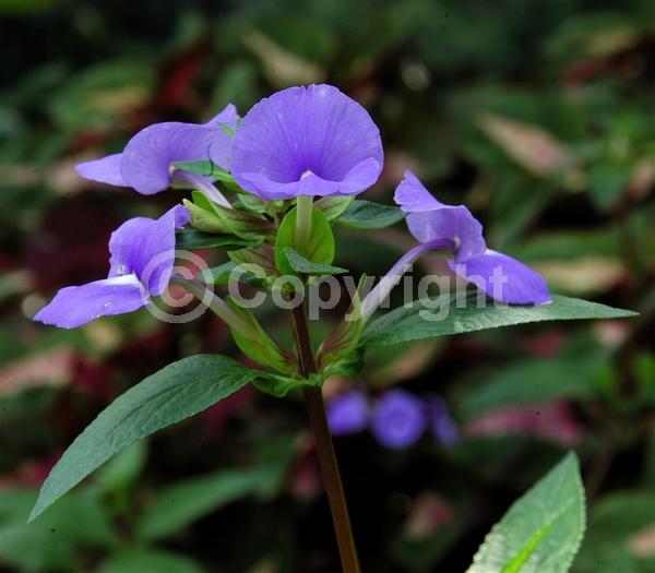Blue blooms; Lavender blooms