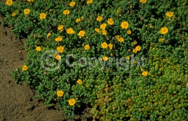 Yellow blooms; Evergreen; Needles or needle-like leaf