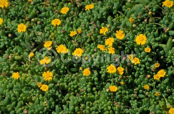 Yellow blooms; Evergreen; Needles or needle-like leaf