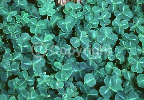 Purple blooms; North American Native