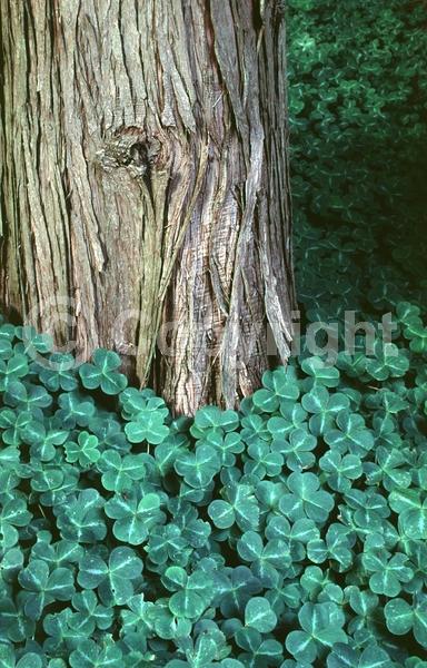 Purple blooms; North American Native