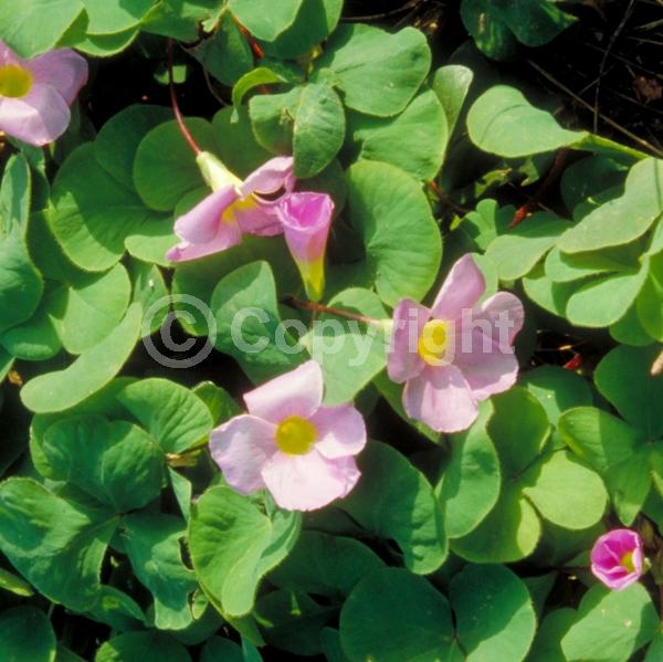 Purple blooms; White blooms; Pink blooms; Deciduous; Broadleaf