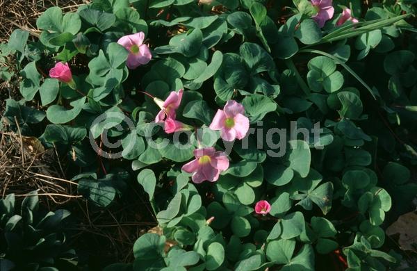 Purple blooms; White blooms; Pink blooms; Deciduous; Broadleaf