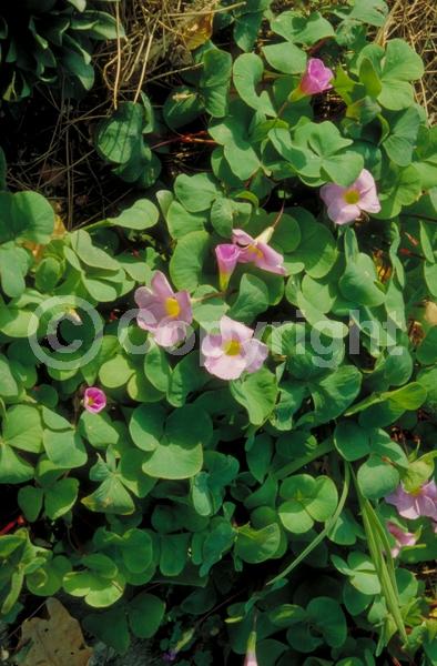 Purple blooms; White blooms; Pink blooms; Deciduous; Broadleaf
