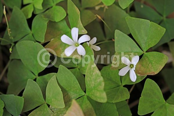 White blooms; Deciduous; Broadleaf