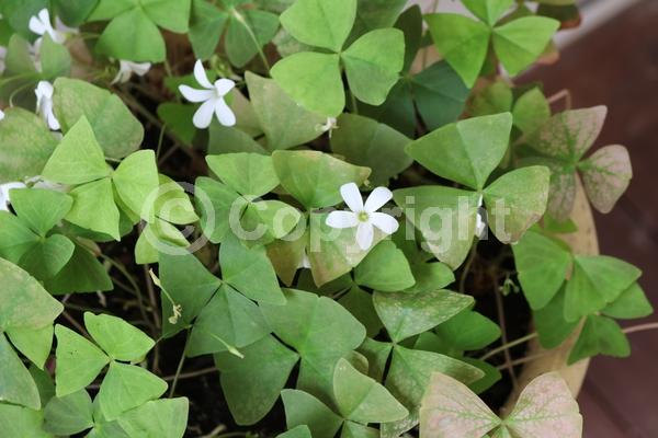 White blooms; Deciduous; Broadleaf