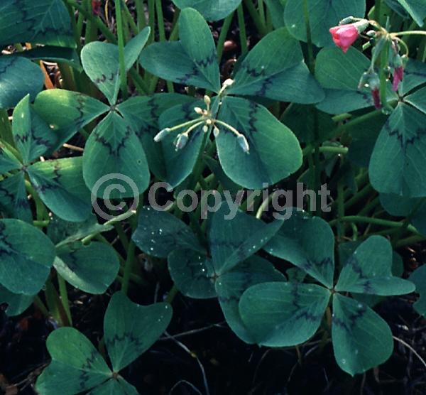 Pink blooms; North American Native