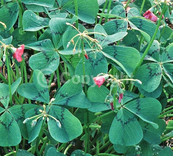 Pink blooms; North American Native