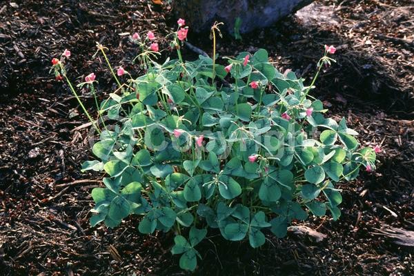 Pink blooms; North American Native
