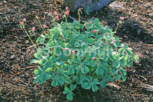 Pink blooms; North American Native