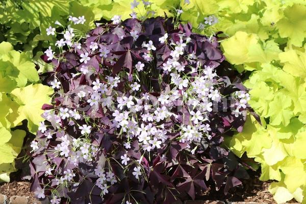 White blooms; Pink blooms