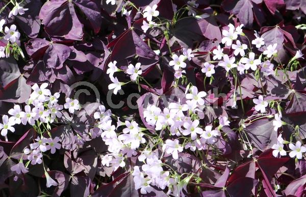 White blooms; Pink blooms