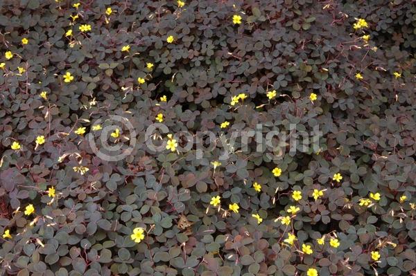 Yellow blooms; Purple blooms; Deciduous; Broadleaf