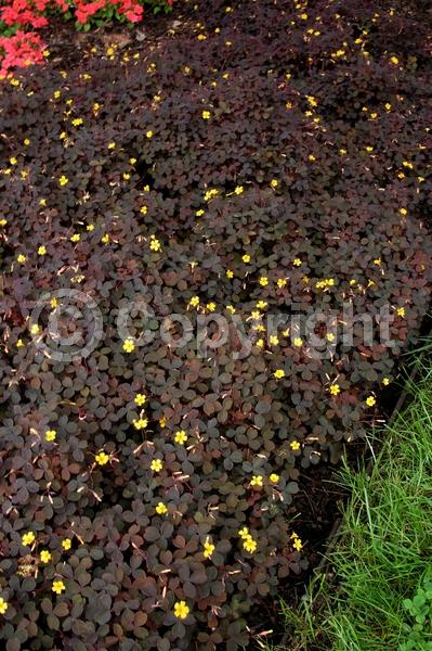 Yellow blooms; Purple blooms; Deciduous; Broadleaf