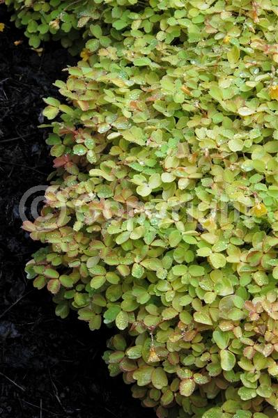 Yellow blooms; Purple blooms; Deciduous; Broadleaf