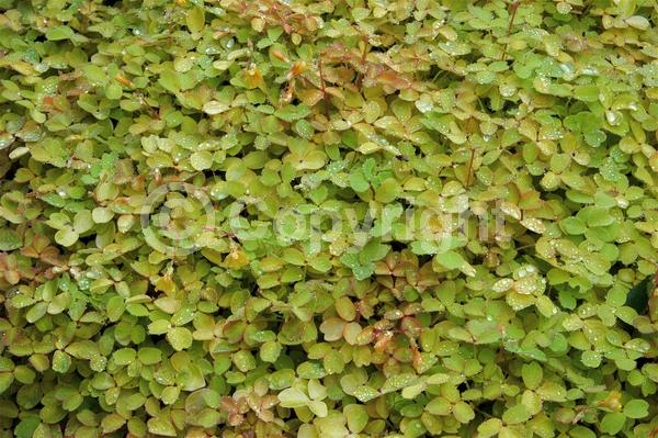 Yellow blooms; Purple blooms; Deciduous; Broadleaf