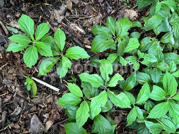 White blooms; Evergreen; Broadleaf