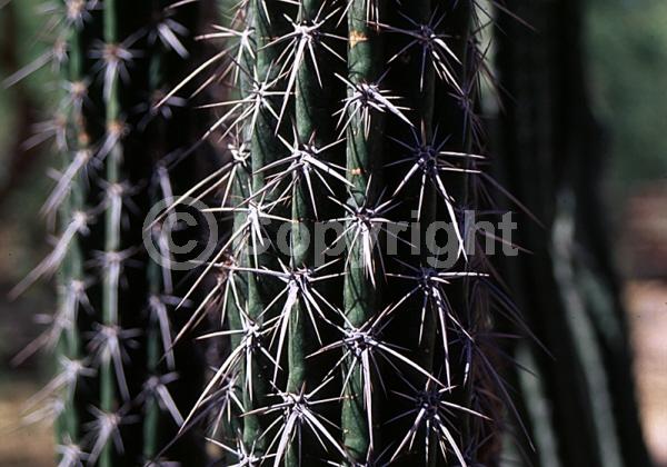 North American Native