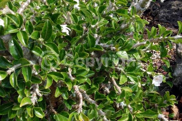 White blooms; Deciduous