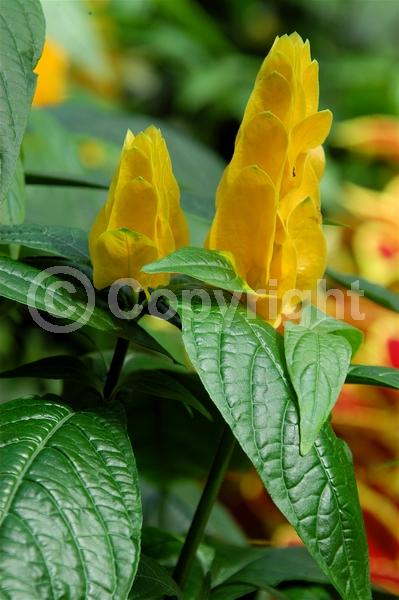 Yellow blooms; Evergreen