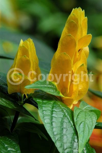 Yellow blooms; Evergreen