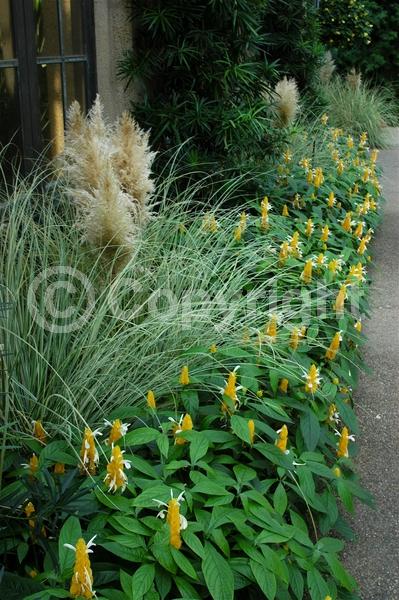 Yellow blooms; Evergreen