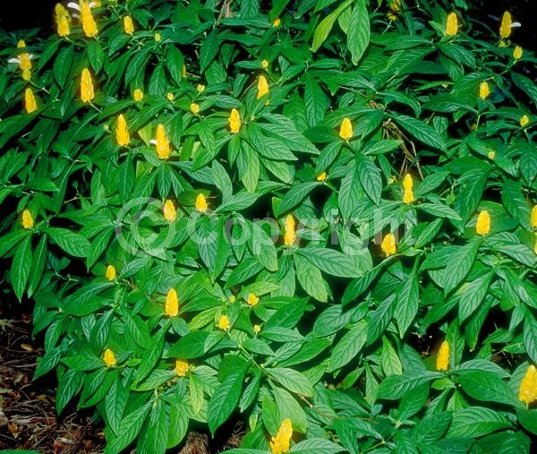 Yellow blooms; Evergreen