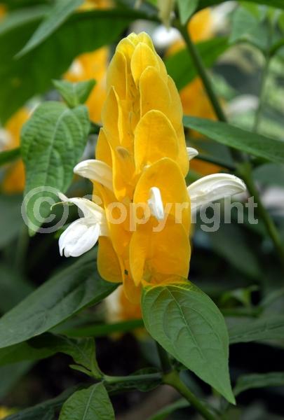 Yellow blooms; Evergreen