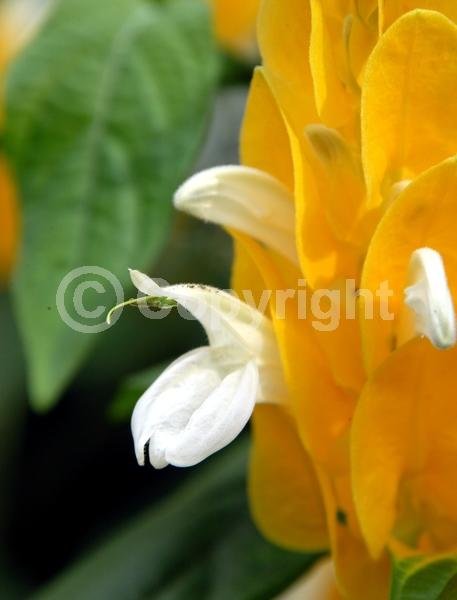 Yellow blooms; Evergreen