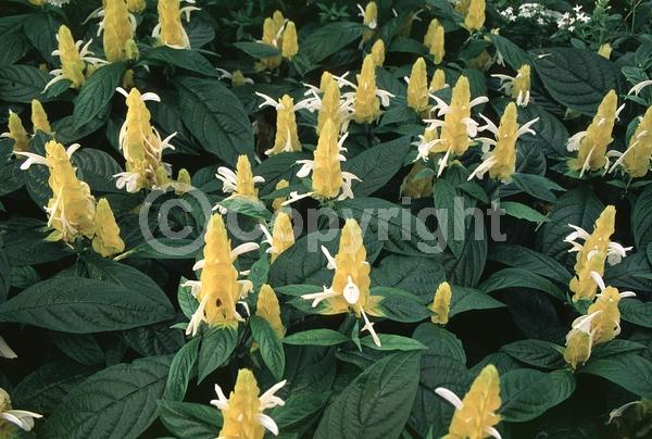 Yellow blooms; Evergreen