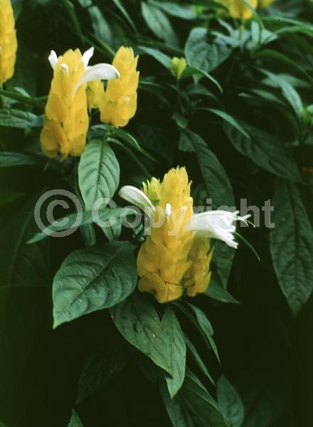Yellow blooms; Evergreen
