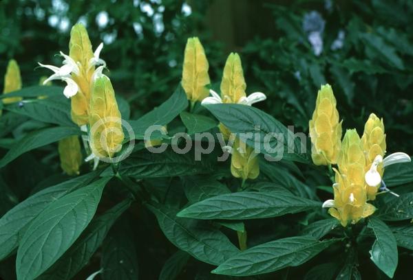 Yellow blooms; Evergreen