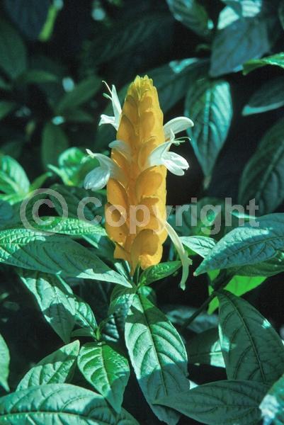 Yellow blooms; Evergreen
