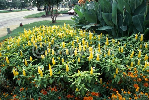 Yellow blooms; Evergreen