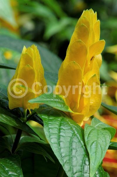 Yellow blooms; Evergreen