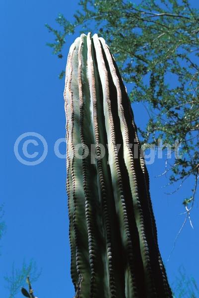 North American Native