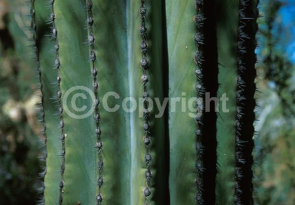 North American Native