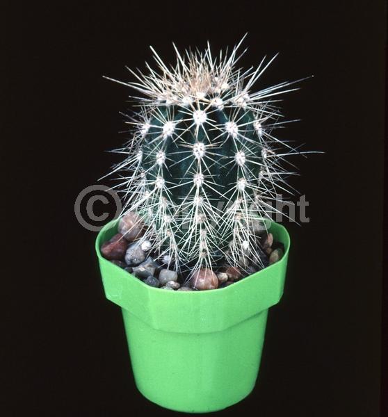 North American Native