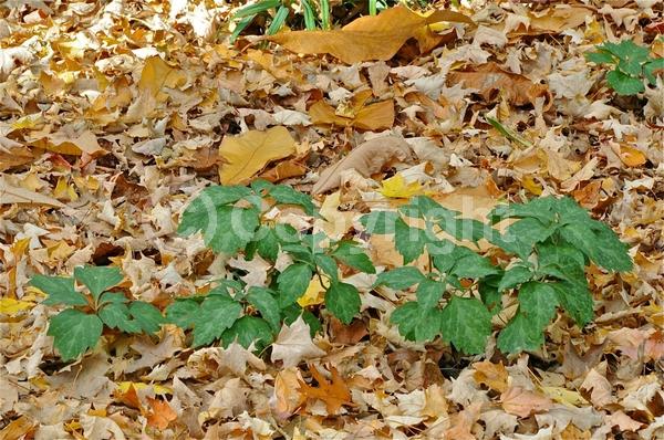 White blooms; Evergreen; Semi-evergreen; Deciduous; Broadleaf; North American Native