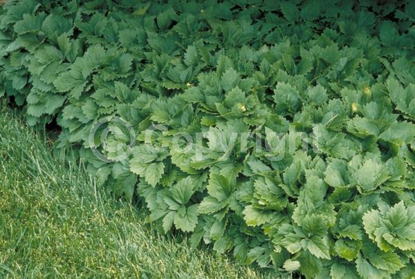 White blooms; Evergreen; Semi-evergreen; Deciduous; Broadleaf; North American Native