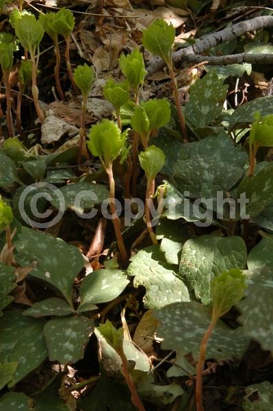White blooms; Evergreen; Semi-evergreen; Deciduous; Broadleaf; North American Native