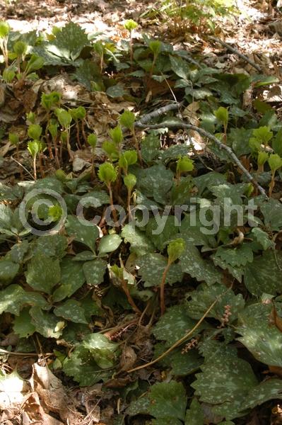 White blooms; Evergreen; Semi-evergreen; Deciduous; Broadleaf; North American Native