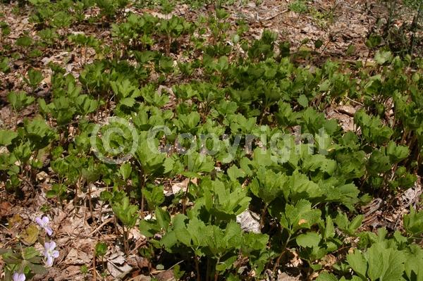 White blooms; Evergreen; Semi-evergreen; Deciduous; Broadleaf; North American Native