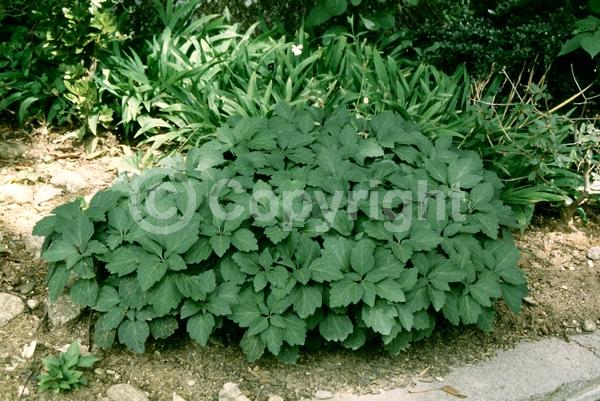 White blooms; Evergreen; Semi-evergreen; Deciduous; Broadleaf; North American Native