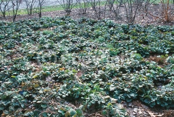 White blooms; Evergreen; Semi-evergreen; Deciduous; Broadleaf; North American Native