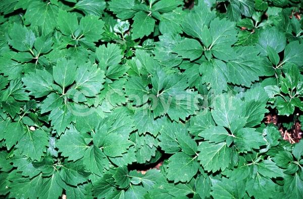 White blooms; Evergreen; Semi-evergreen; Deciduous; Broadleaf; North American Native
