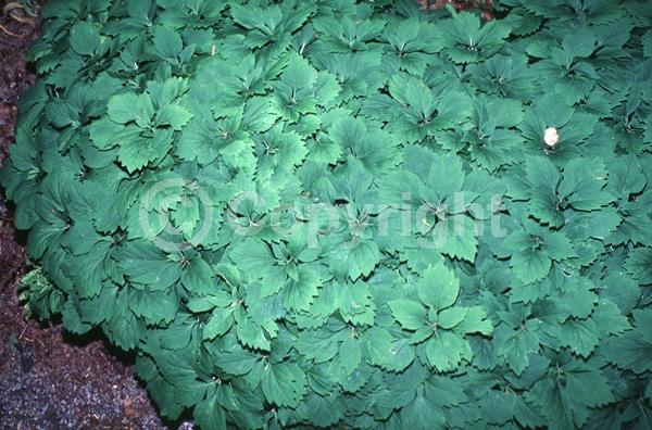 White blooms; Evergreen; Semi-evergreen; Deciduous; Broadleaf; North American Native