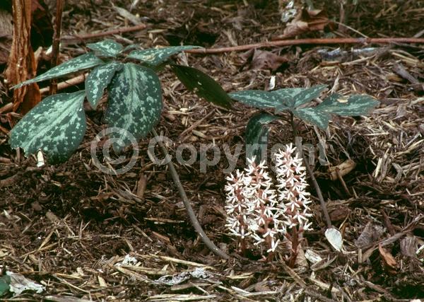 White blooms; Evergreen; Semi-evergreen; Deciduous; Broadleaf; North American Native