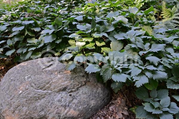 White blooms; Evergreen; Semi-evergreen; Deciduous; Broadleaf; North American Native